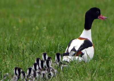Conservation farming in Dumfries and Galloway