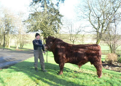 Luing dairy herd at Arbigland Estate in Dumfries and Galloway