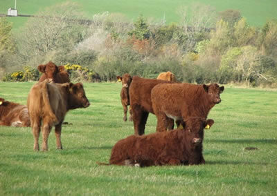 Luing dairy herd at Arbigland Estate in Dumfries and Galloway