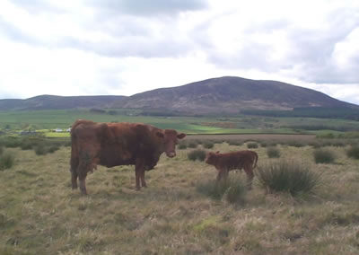 Crops at Arbigland Estate in Dumfries and Galloway