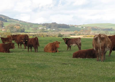 Luing dairy herd at Arbigland Estate in Dumfries and Galloway