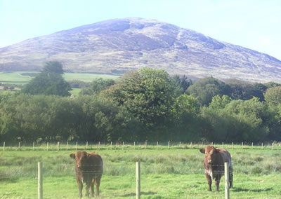 Luing dairy herd at Arbigland Estate in Dumfries and Galloway