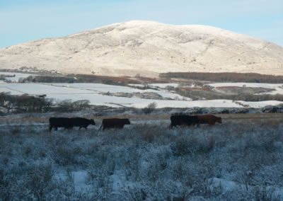 Luing dairy herd at Arbigland Estate in Dumfries and Galloway
