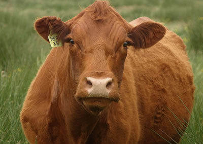 Luing dairy herd at Arbigland Estate in Dumfries and Galloway