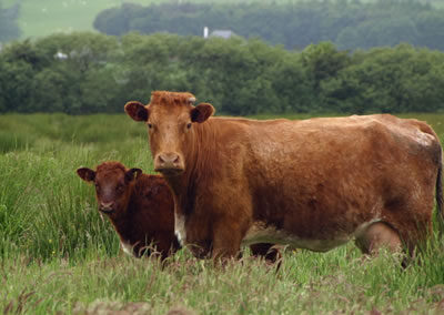 Luing dairy herd at Arbigland Estate in Dumfries and Galloway