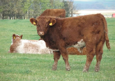 Luing dairy herd at Arbigland Estate in Dumfries and Galloway